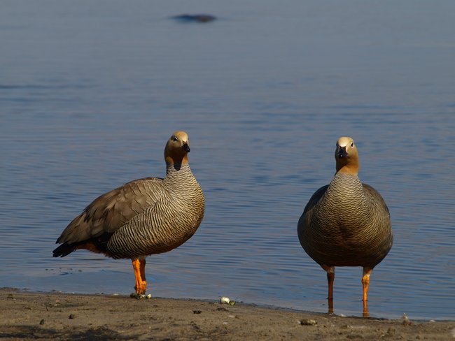 ../../Pictures/241209/125 Cauquen colorado.JPG